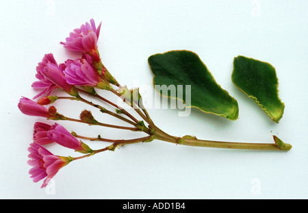 Heilpflanze Bitterwurz Lewisia cotyledon Stockfoto
