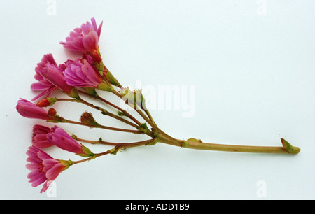 Heilpflanze Bitterwurz Lewisia cotyledon Stockfoto