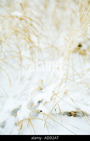 Trockene Vegetation aus Schnee Stockfoto