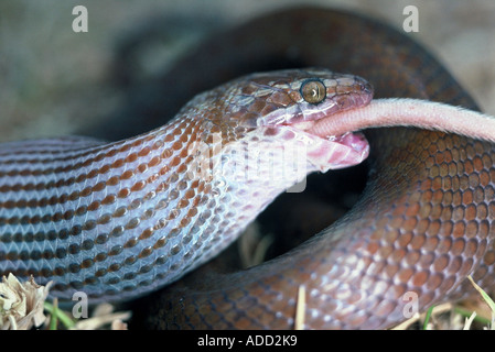 Braunes Haus Schlange, Lamprophis fuliginosus Stockfoto