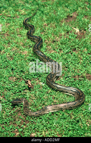 Southern African Rock Python, Python sabae Stockfoto