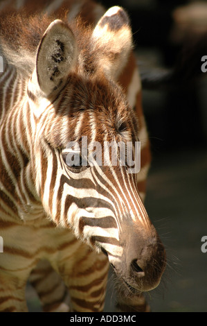 Grant Zebra Equus Burchelli Boehmi auch genannt Böhm Zebra Stockfoto