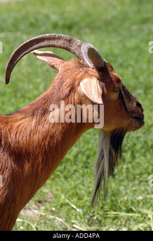 struppige Ziege Stockfoto