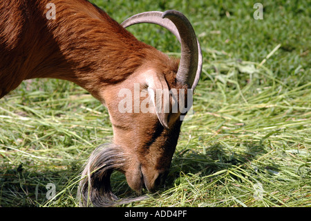 struppige Ziege Stockfoto