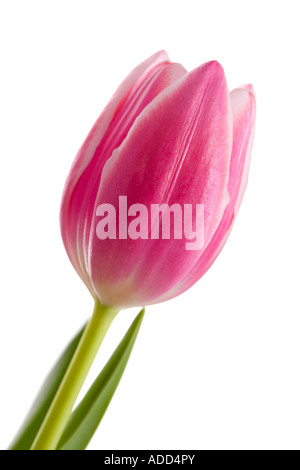 Rosa Tulpe hautnah mit weißem Hintergrund Stockfoto