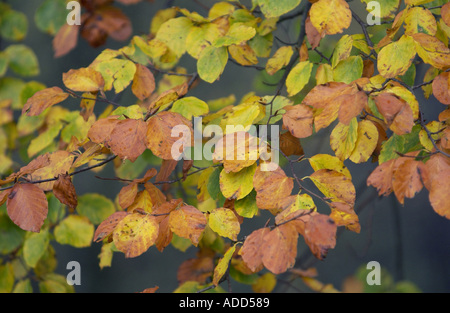 Beech leaves turning from green to brown in a beechwood in autumn Oxfordshire England UK Stockfoto