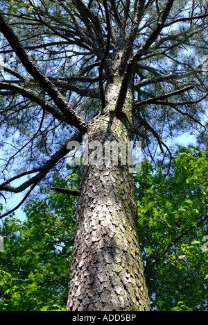 Teich Kiefer [Pinus Serotina] im First Landing State Park in der Nähe von Virginia Beach Virginia USA Amerika Stockfoto