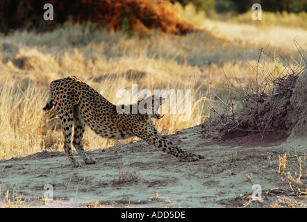 Gepard gähnende Moremi Game Reserve Botswana Afrika Stockfoto