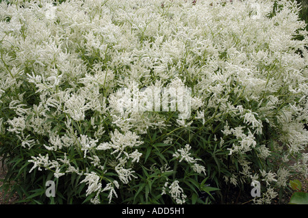 Alaska wild Rhabarber Polygonum Alpinum auch genannt Alpine Knöterich Stockfoto