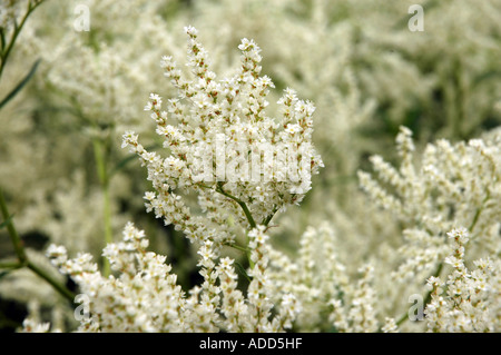 Alaska wild Rhabarber Polygonum Alpinum auch genannt Alpine Knöterich Stockfoto