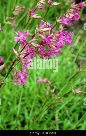 Klebriges Leimkraut Viscaria Vulgaris Synonym Lychnis viscaria Stockfoto