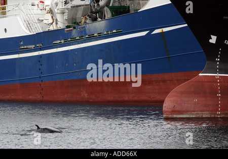 Young Zwergwal gefangen im Hafen von Fraserburgh, Aberdeenshire, Schottland, UK, August 2007 Stockfoto