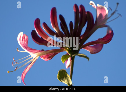 Sidelit duftenden Blüten der einheimischen Britsih Geißblatt vor einem wolkenlosen blauen Himmel Stockfoto