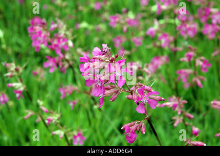 Klebriges Leimkraut Viscaria Vulgaris Synonym Lychnis viscaria Stockfoto