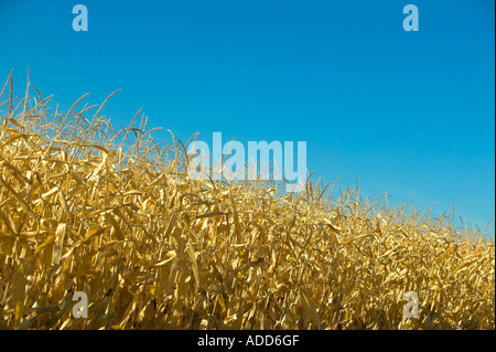 Goldene Mais-Feld mit tiefblauen Himmel im Herbst Stockfoto