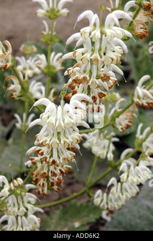 Salbei Argentea Salvia Argentea auch genannt Clary Silber oder Silber-Salbei Stockfoto