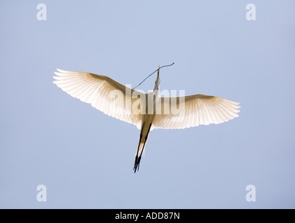 Eine majestätische Silberreiher fliegt hoch in den Himmel tragen einen Zweig hinzufügen zu seinem Nest. Stockfoto