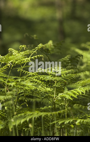 Farne in den Wald, Tarn Hows, Lake District, Cumbria UK. Stockfoto