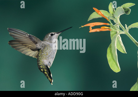 Annas Kolibris Calypte Anna Weibchen im Flug Fütterung auf mexikanisch Geißblatt Miller Canyon Arizona USA August 2004 Stockfoto