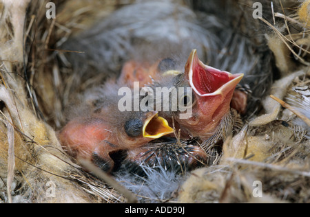 Braungebrannte Kuhstärlinge Molothrus aeneus junge im Nest von Bewick s Wren Brut Schädlingsarten Starr County Rio Grande Valley, Texas USA Stockfoto