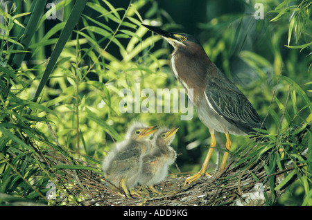 Grün Reiher Butorides Virescens Erwachsenen mit jungen im Nest in Willow Tree Schweißer Wildlife Refuge Sinton Texas USA Juni 2005 Stockfoto