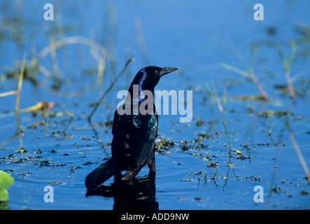 Boot-angebundene Grackle Quiscalus großen Erwachsenen Sanibel Island Florida USA Dezember 1998 Stockfoto