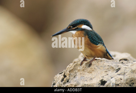 Gemeinsamen Kingfisher Alcedo Atthis Erwachsenen auf Klippe Zypern Griechisch Insel Griechenland Oktober 2001 Stockfoto