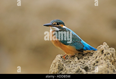 Gemeinsamen Kingfisher Alcedo Atthis Erwachsenen auf Klippe Zypern Griechisch Insel Griechenland Oktober 2001 Stockfoto