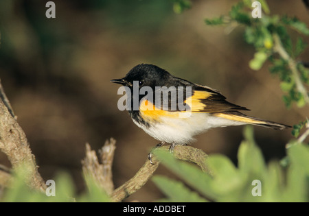 Amerikanische Redstart Setophaga Ruticilla männlichen South Padre Island Texas USA Mai 2005 Stockfoto