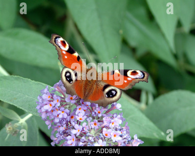 Schmetterling, Tagpfauenauge, Inachis Io auf Sommerflieder Busch Stockfoto