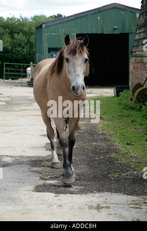 Light Bay Pony (Equus ferus caballus) trottet durch einen stabilen Hof in Richtung Kamera, Surrey, Großbritannien Stockfoto