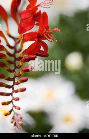 Crocosmia Lucifer Blumen in einem englischen Garten vor dem Hintergrund der White daisy Stockfoto