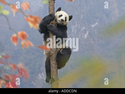 Giant Panda Kletterbaum mit Herbstlaub Wolong Tal im Hintergrund Sichuan China Stockfoto