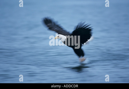 Weißkopfseeadler Haliaeetus Leucocephalus Erwachsenen während des Fluges Homer Alaska USA März 2000 Stockfoto