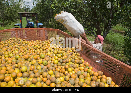 Ernte von Orangen in Belize Stockfoto