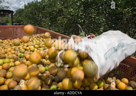 Ernte von Orangen in Belize Stockfoto