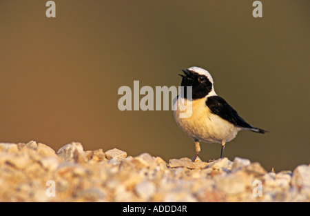 Schwarz-eared Steinschmätzer Oenanthe Hispanica männlichen Gesang griechischen Insel Samos Griechenland Mai 2000 Stockfoto