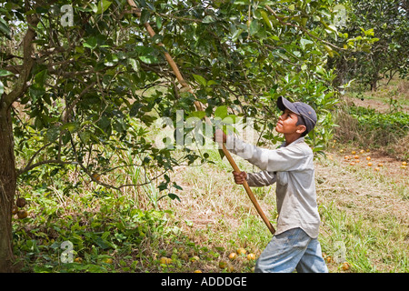 Junge ernten Orangen in Belize Stockfoto