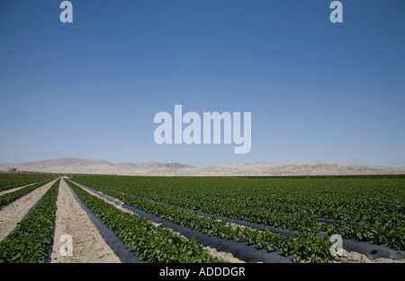 Baumwollfelder, Mekka, Kalifornien Stockfoto