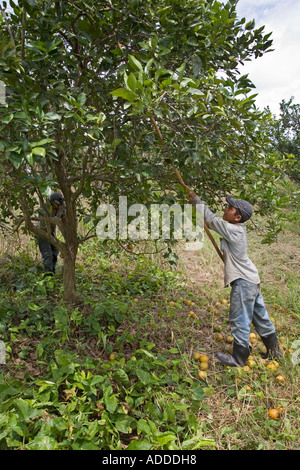 Junge ernten Orangen in Belize Stockfoto