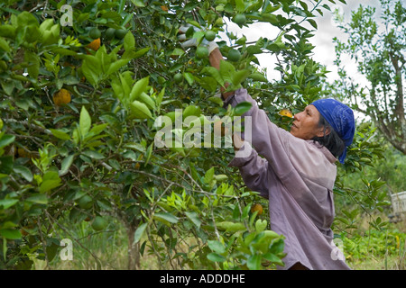 Arbeiter ernten Orangen in Belize Stockfoto