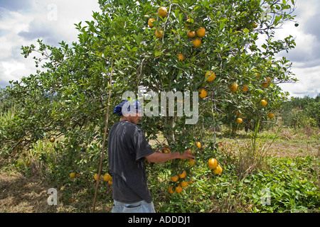 Arbeiter ernten Orangen in Belize Stockfoto