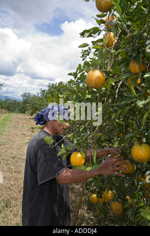 Arbeiter ernten Orangen in Belize Stockfoto