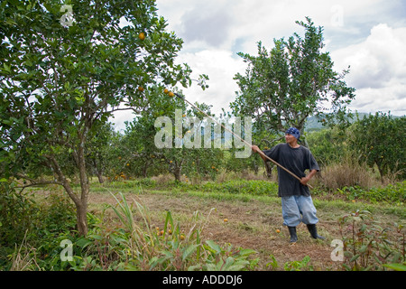 Arbeiter ernten Orangen in Belize Stockfoto