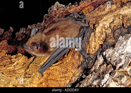 Große braune Fledermaus Eptesicus Fuscus Burro Mountains NEW MEXICO USA können Erwachsene Vespertilionidae Stockfoto