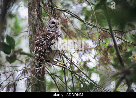 Streifenkauz Strix Varia Erwachsenen Corkscrew Swamp Sanctuary Florida USA Dezember 1998 Stockfoto