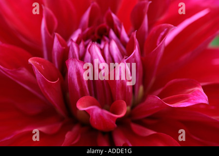 Makroansicht des roten Dahlienblütenkopfs im Sommer Stockfoto