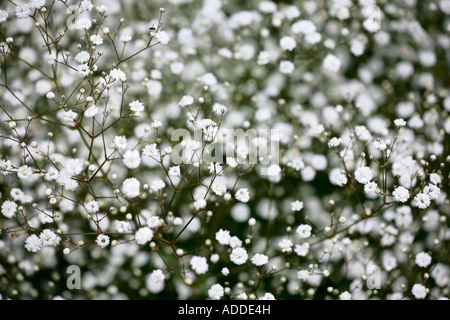 Der Atem des Babys (Gypsophila paniculata) blüht im Sommer Stockfoto