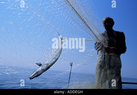 Makrele Scomber Scombrus Fischer schleppen in einem Treibnetz in einer Fischerei auf dem Ärmelkanal Hastings UK Stockfoto