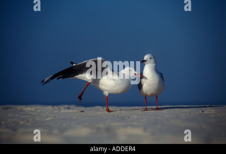 Zwei Möwen, eine Dehnung es ist Bein, NSW, Australien Stockfoto